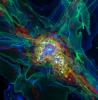 Simulation of a proto-galaxy. (Visualization: Ralf Kaehler, Tom Abel Simulation: John Wise, Tom Abel.)